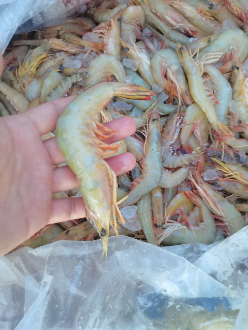 明虾，一晚海明虾，北海近港快艇货，刚上码头，鲜度**