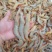 明虾，一晚海明虾，北海近港快艇货，刚上码头，鲜度**