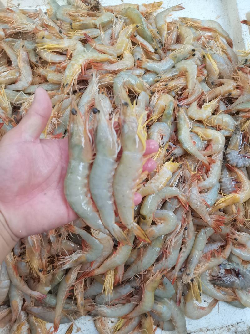 明虾，一晚海明虾，北海近港快艇货，刚上码头，鲜度**