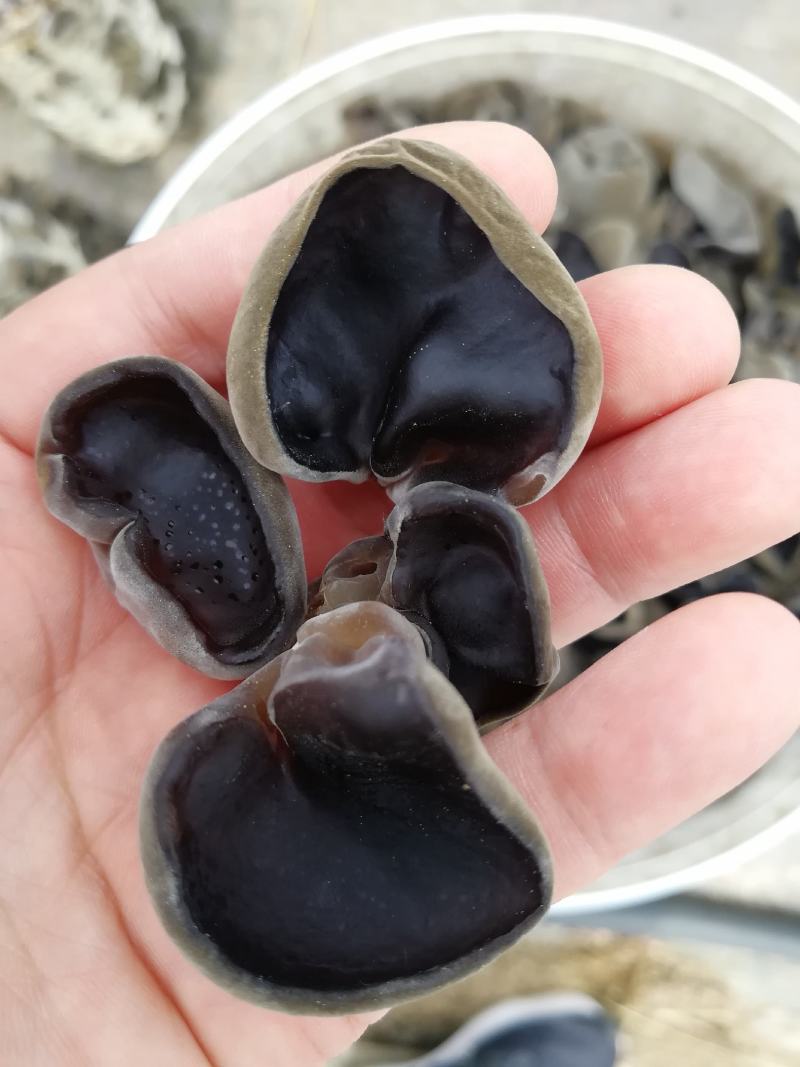 产地直销黑木耳东北黑木耳干木耳小木耳品质保障