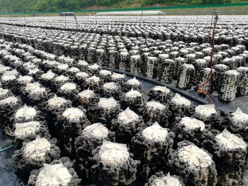 产地直销黑木耳东北黑木耳干木耳小木耳品质保障