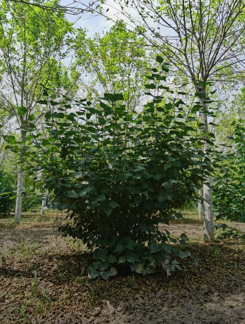 丛生丁香60/100/120/150/180高度规格齐全