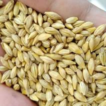俄罗斯进口大麦，容重700左右，水分14%左右，质量达标