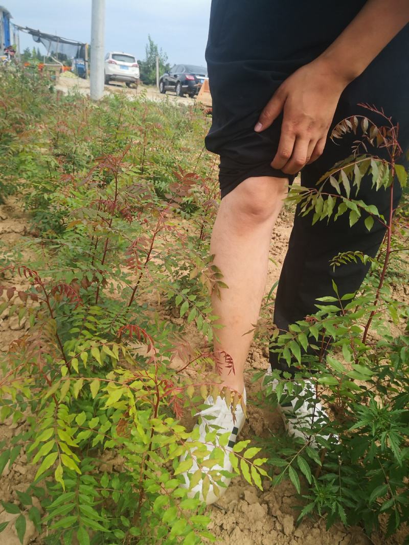 黄连木