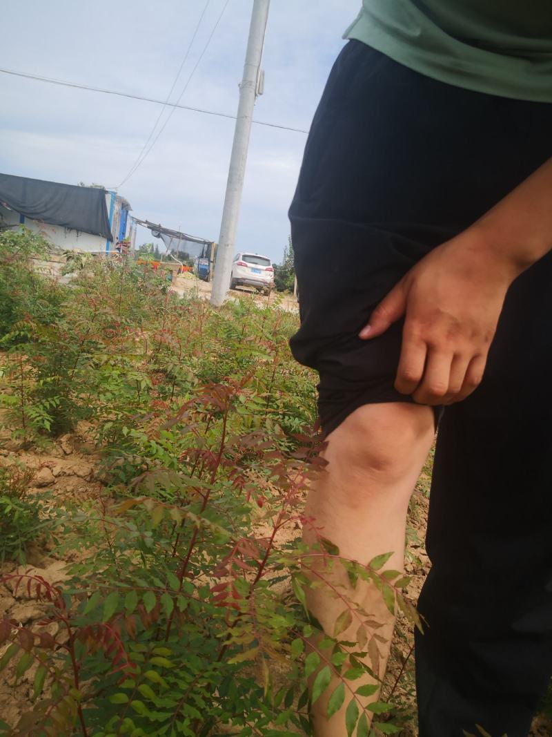黄连木