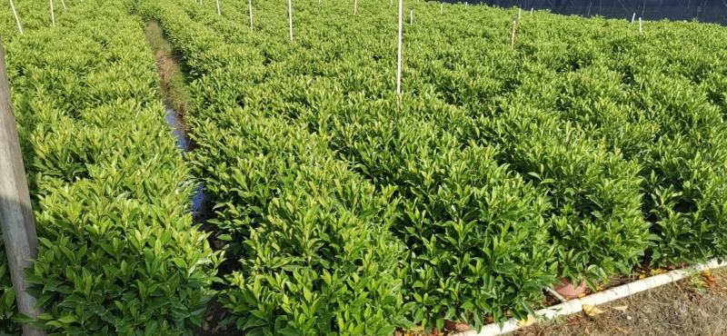 非洲茉莉