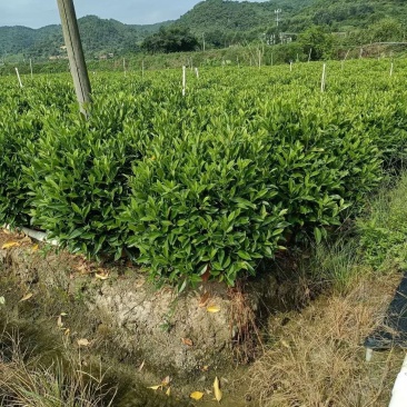非洲茉莉