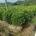 非洲茉莉