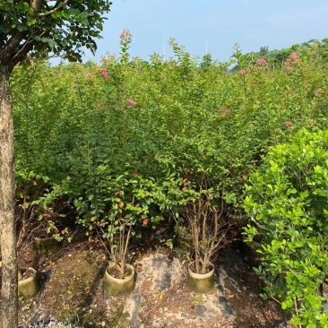小叶紫薇