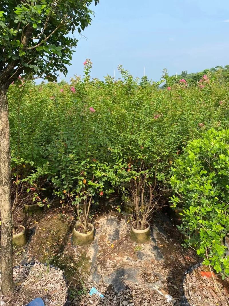 小叶紫薇