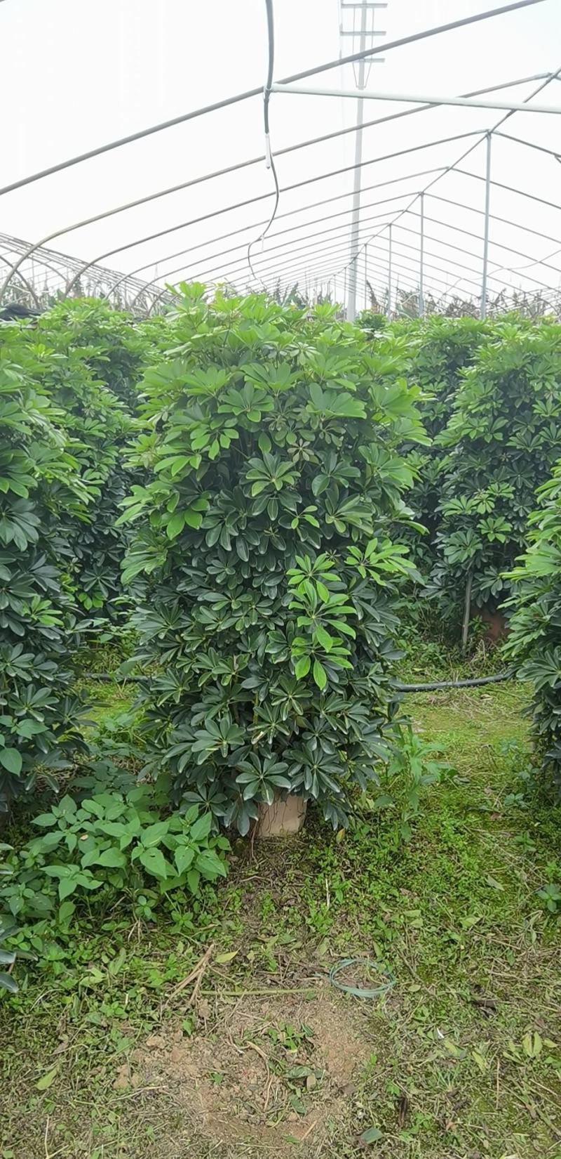 鸭脚木