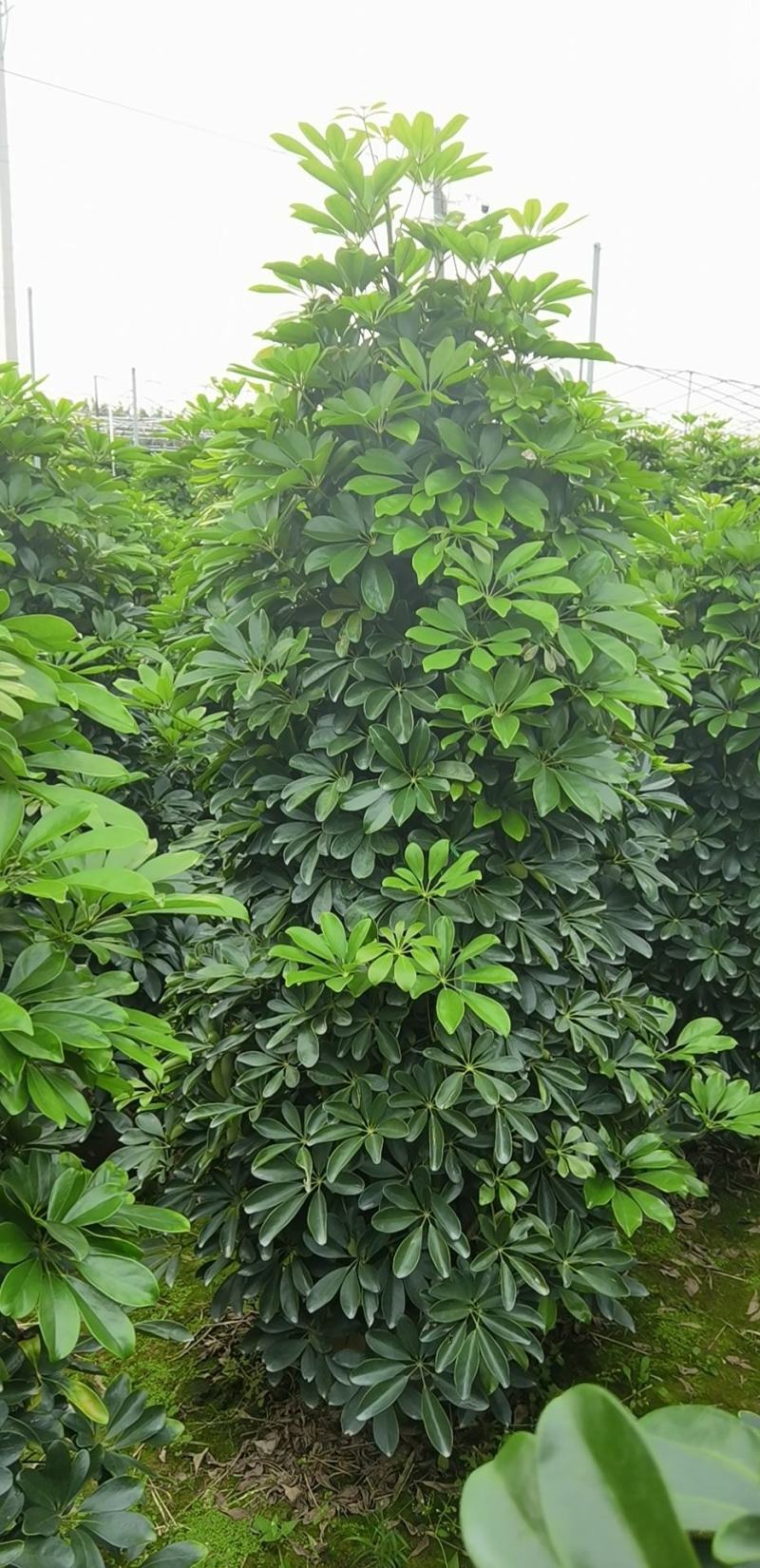鸭脚木
