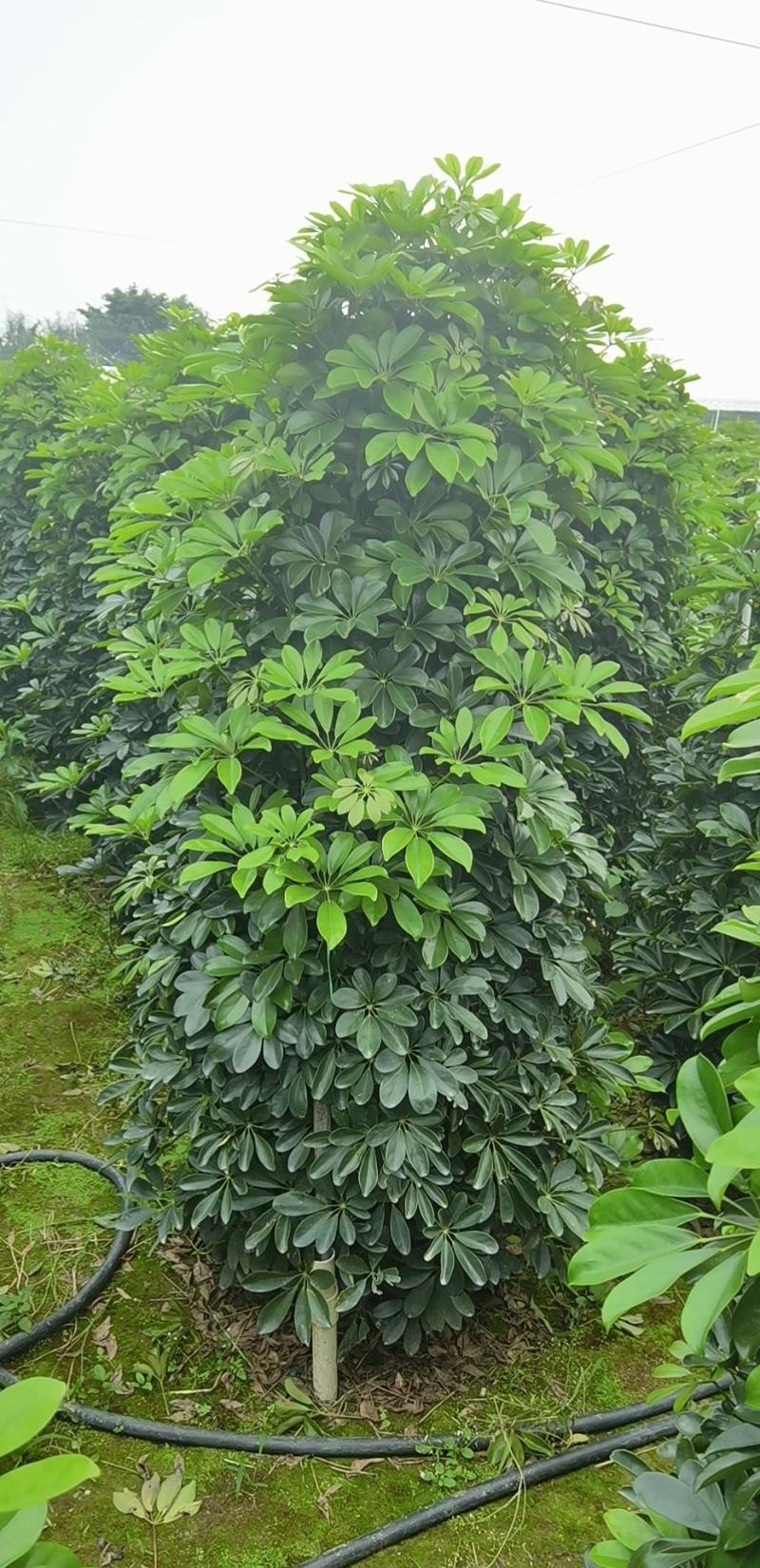 鸭脚木
