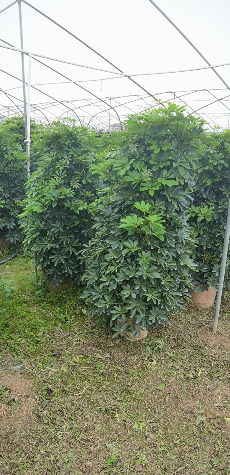 鸭脚木