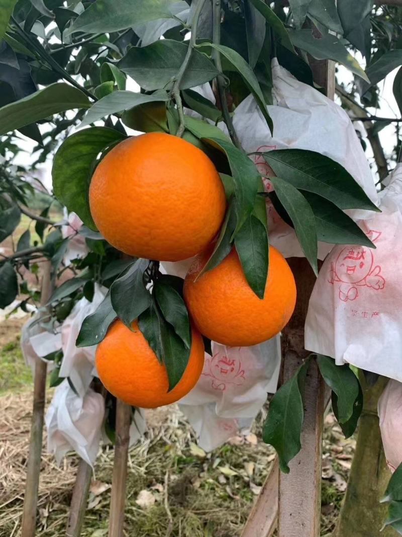 爱媛38号.果冻橙上市了，纯甜的橙子，颜色漂亮得很