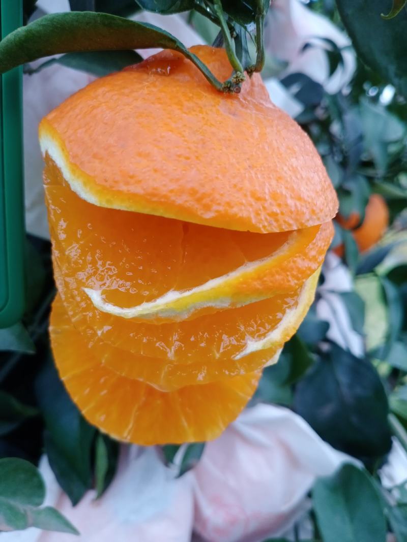 爱媛38号.果冻橙上市了，纯甜的橙子，颜色漂亮得很