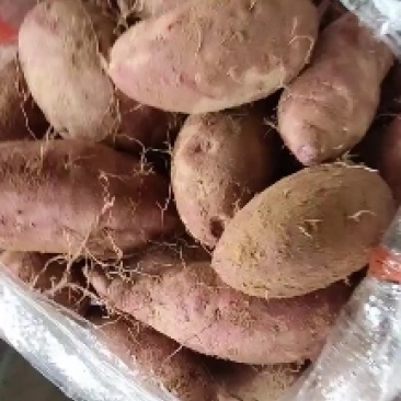 紫薯，红薯，丘陵沙土地，口感特别香甜糯，无丝，含有丰富的