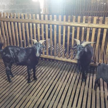 广西马山黑山羊可视频看货，产地直供，支持线上保障交易