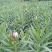 湖南郴州夹竹桃多头粉花夹竹桃红花夹竹桃绿化工程苗木大量供