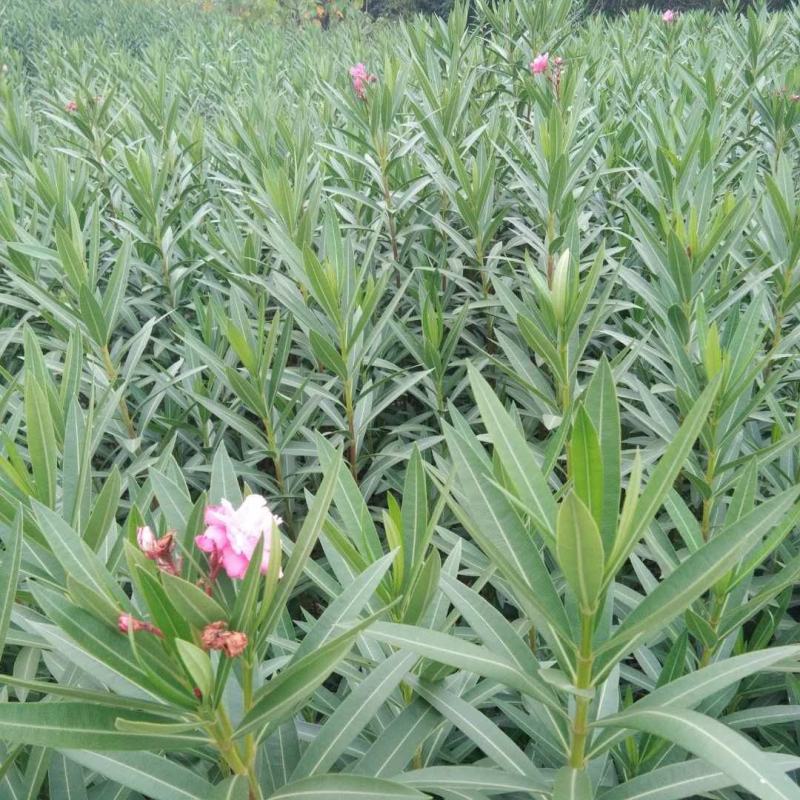 湖南郴州夹竹桃多头粉花夹竹桃红花夹竹桃绿化工程苗木大量供