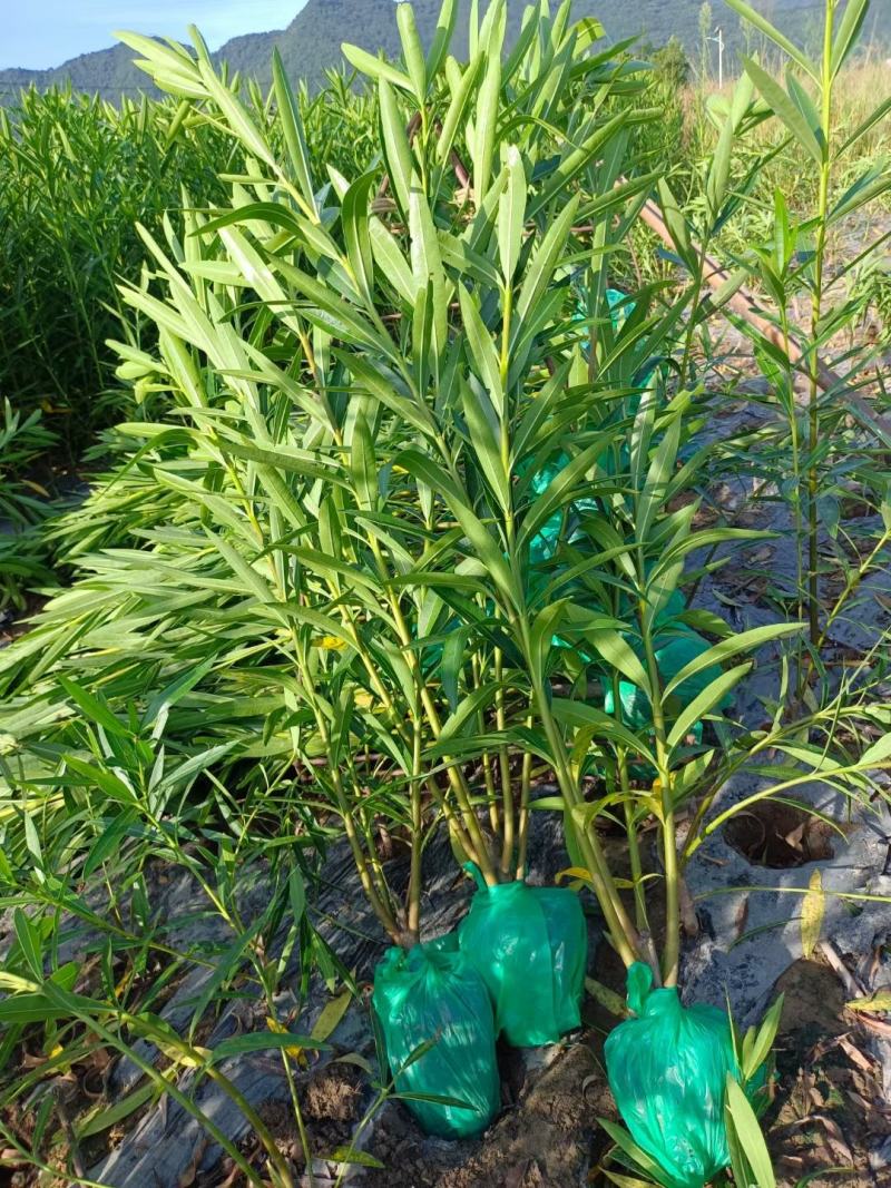 湖南郴州夹竹桃多头粉花夹竹桃红花夹竹桃绿化工程苗木大量供