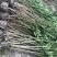 湖南郴州夹竹桃多头粉花夹竹桃红花夹竹桃绿化工程苗木大量供