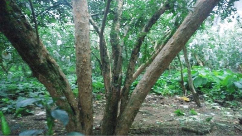 云南蒙自石榴软籽石榴老树石榴自家种植现摘现发新鲜到家量大