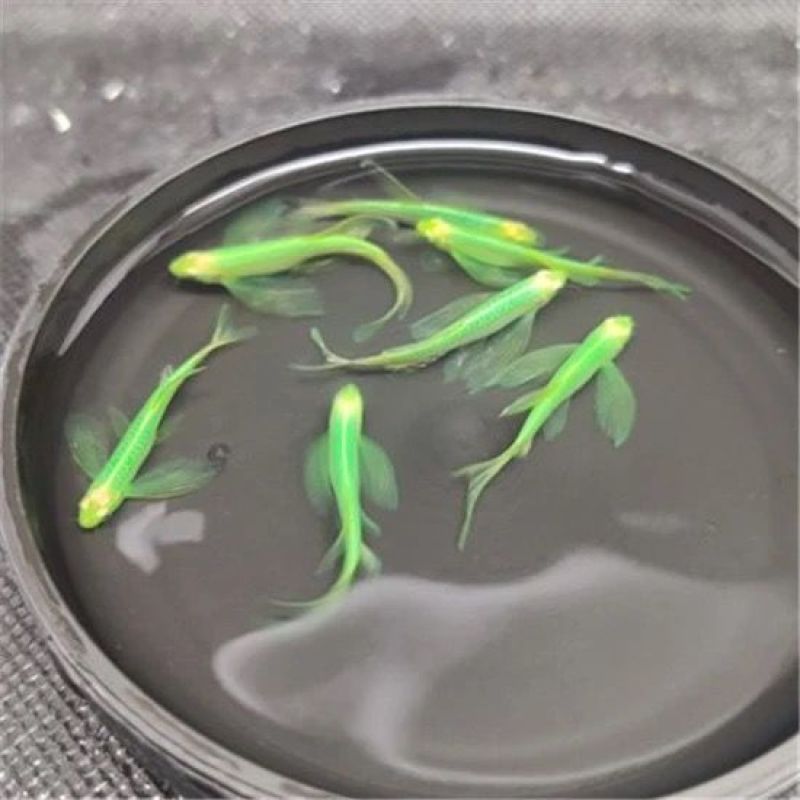 稀有观赏小型热带鱼长鳍长尾蝶翼翡翠斑马鱼大号灯科群游冷水