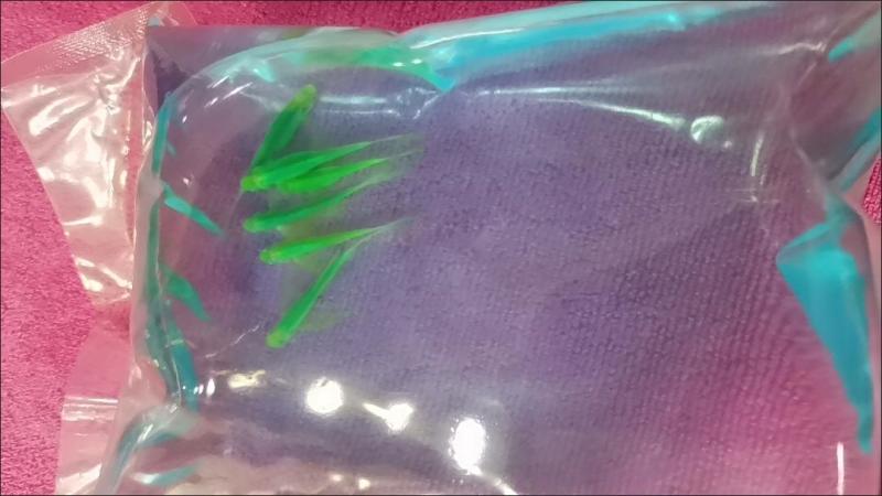 稀有观赏小型热带鱼长鳍长尾蝶翼翡翠斑马鱼大号灯科群游冷水