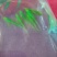 稀有观赏小型热带鱼长鳍长尾蝶翼翡翠斑马鱼大号灯科群游冷水