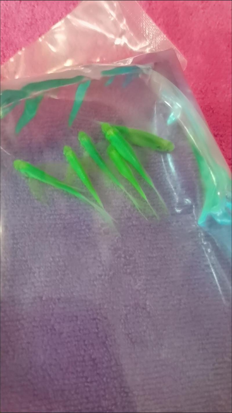 稀有观赏小型热带鱼长鳍长尾蝶翼翡翠斑马鱼大号灯科群游冷水
