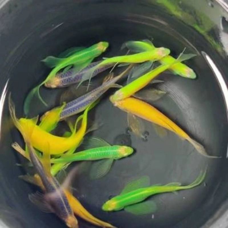 稀有观赏小型热带鱼长鳍长尾蝶翼翡翠斑马鱼大号灯科群游冷水