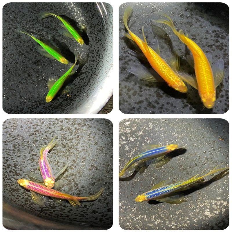 稀有观赏小型热带鱼长鳍长尾蝶翼翡翠斑马鱼大号灯科群游冷水