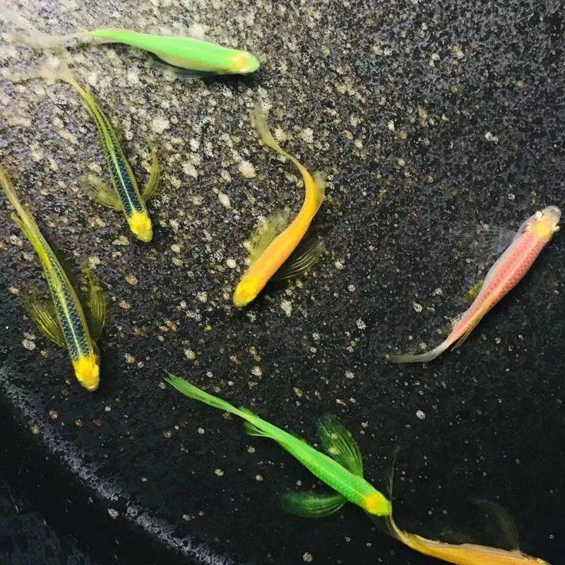 稀有观赏小型热带鱼长鳍长尾蝶翼翡翠斑马鱼大号灯科群游冷水