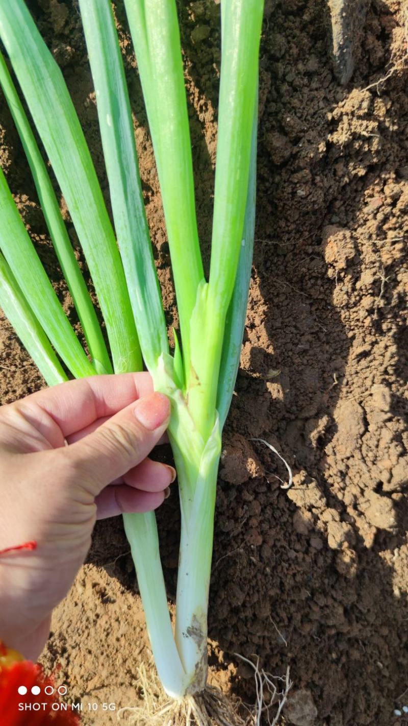 分多多高白大葱种子四季种植分叉免费技术指导包邮