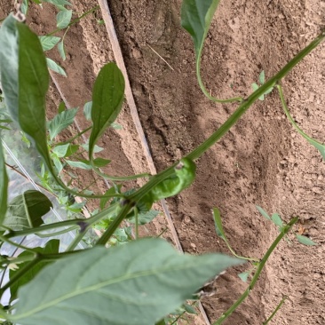 大棚鲜辣椒薄皮椒大椒