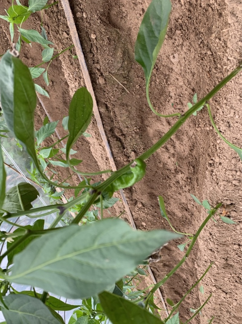 大棚鲜辣椒薄皮椒大椒