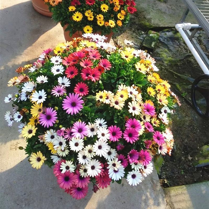 南非万寿菊花种子庭院阳台播种易活盆栽花卉植物非洲菊花籽矮