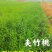 湖南郴州夹竹桃多头粉花夹竹桃红花夹竹桃绿化工程苗木大量供