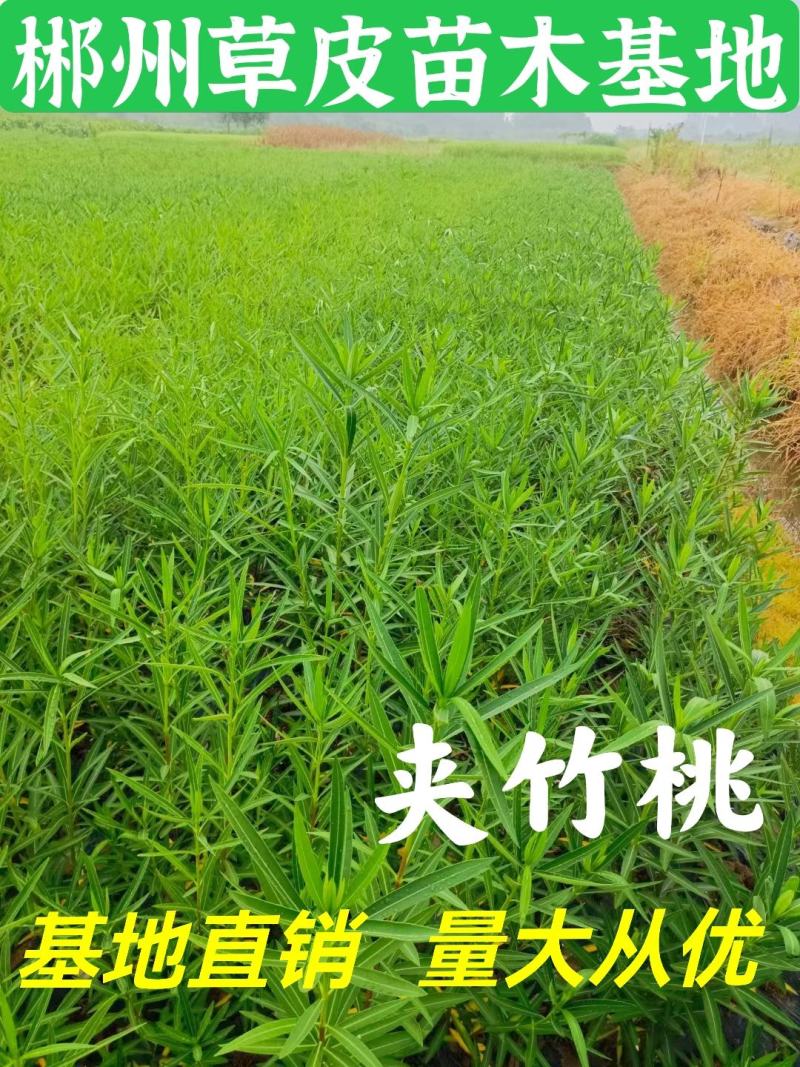 湖南郴州夹竹桃多头粉花夹竹桃红花夹竹桃绿化工程苗木大量供