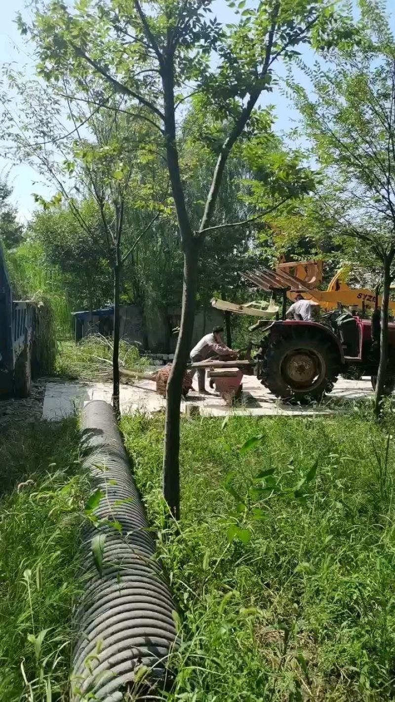 精品青皮垂柳金丝产地截杆发冒江苏柳树基地批发行道树大垂柳