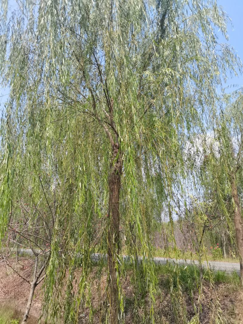 精品青皮垂柳金丝产地截杆发冒江苏柳树基地批发行道树大垂柳