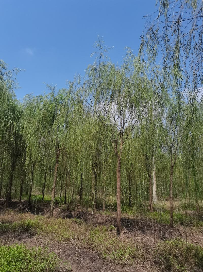 精品青皮垂柳金丝产地截杆发冒江苏柳树基地批发行道树大垂柳