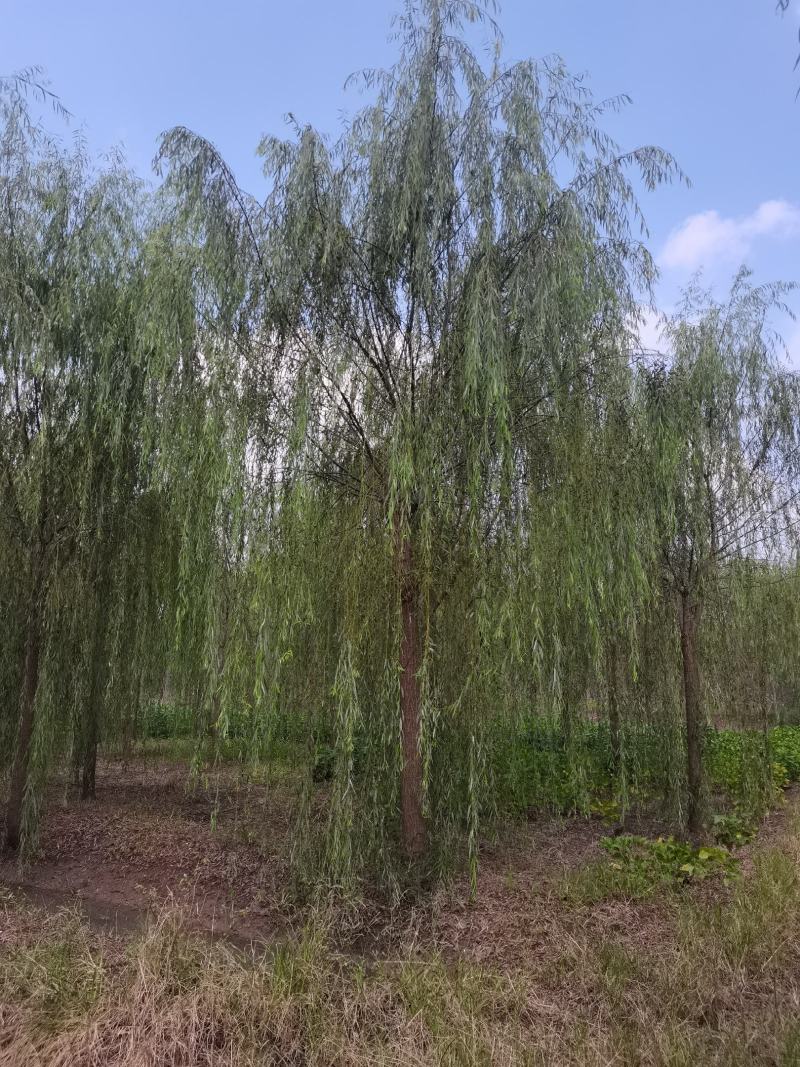 精品青皮垂柳金丝产地截杆发冒江苏柳树基地批发行道树大垂柳