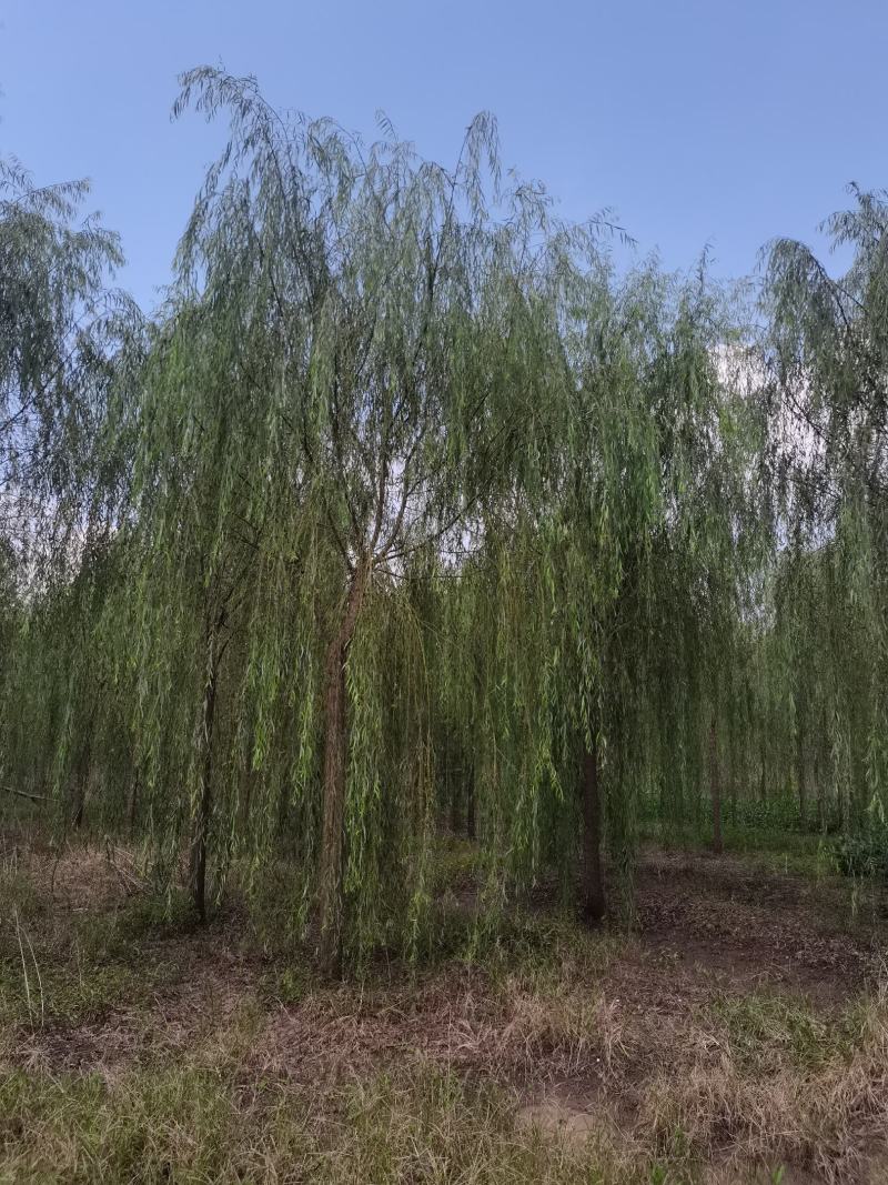 精品青皮垂柳金丝产地截杆发冒江苏柳树基地批发行道树大垂柳