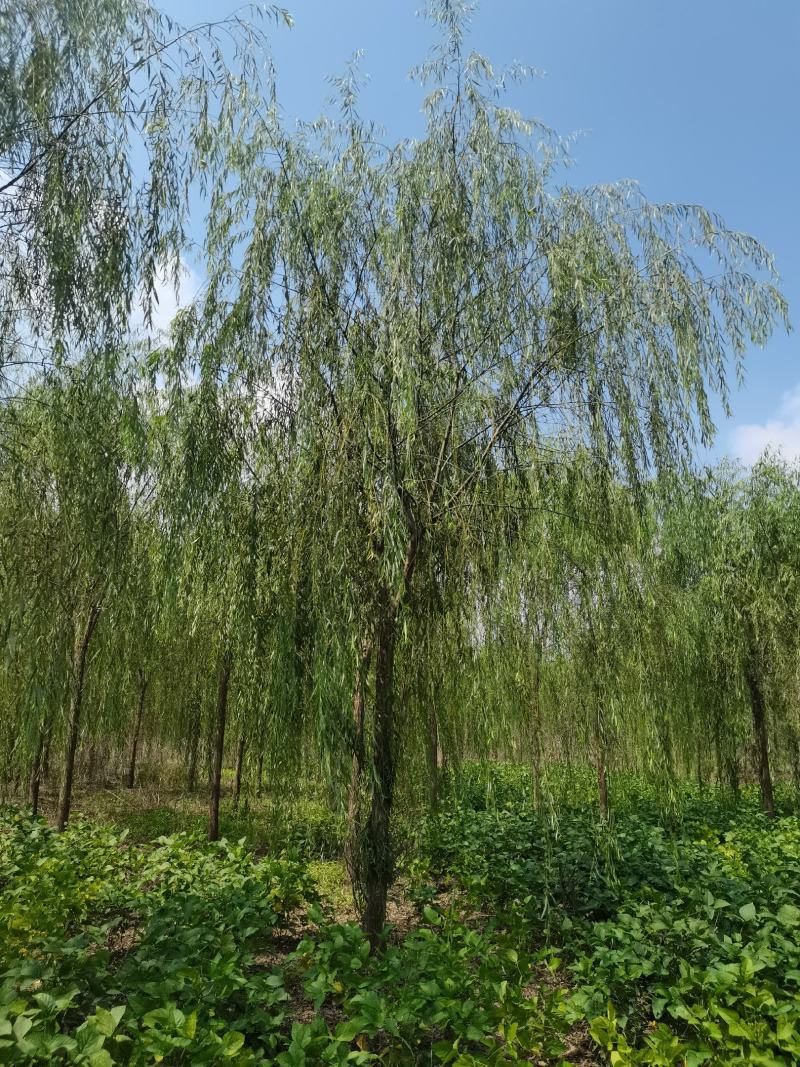 精品青皮垂柳金丝产地截杆发冒江苏柳树基地批发行道树大垂柳