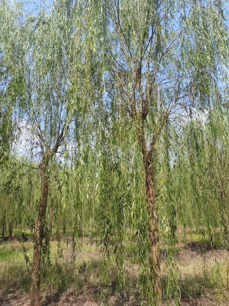精品青皮垂柳金丝产地截杆发冒江苏柳树基地批发行道树大垂柳