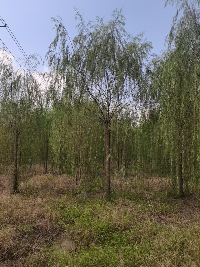 精品青皮垂柳金丝产地截杆发冒江苏柳树基地批发行道树大垂柳