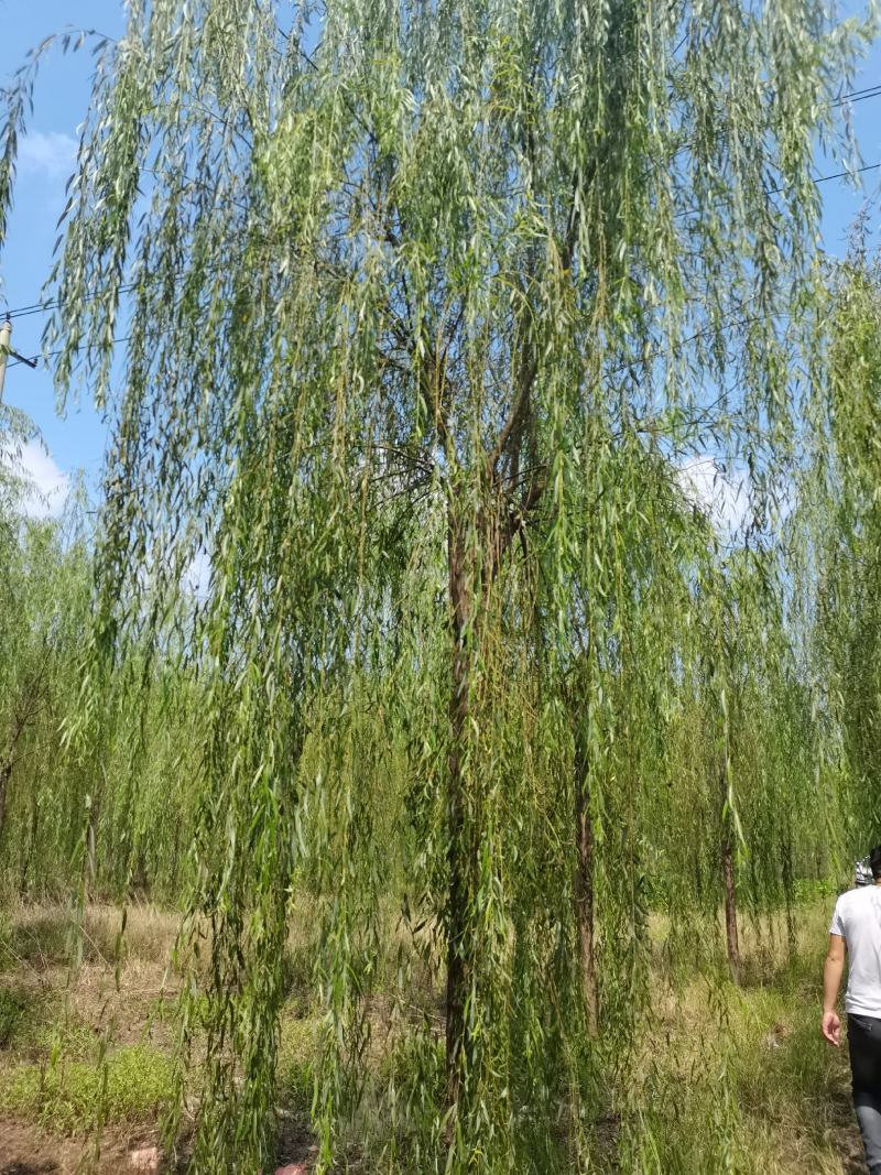 精品青皮垂柳金丝产地截杆发冒江苏柳树基地批发行道树大垂柳