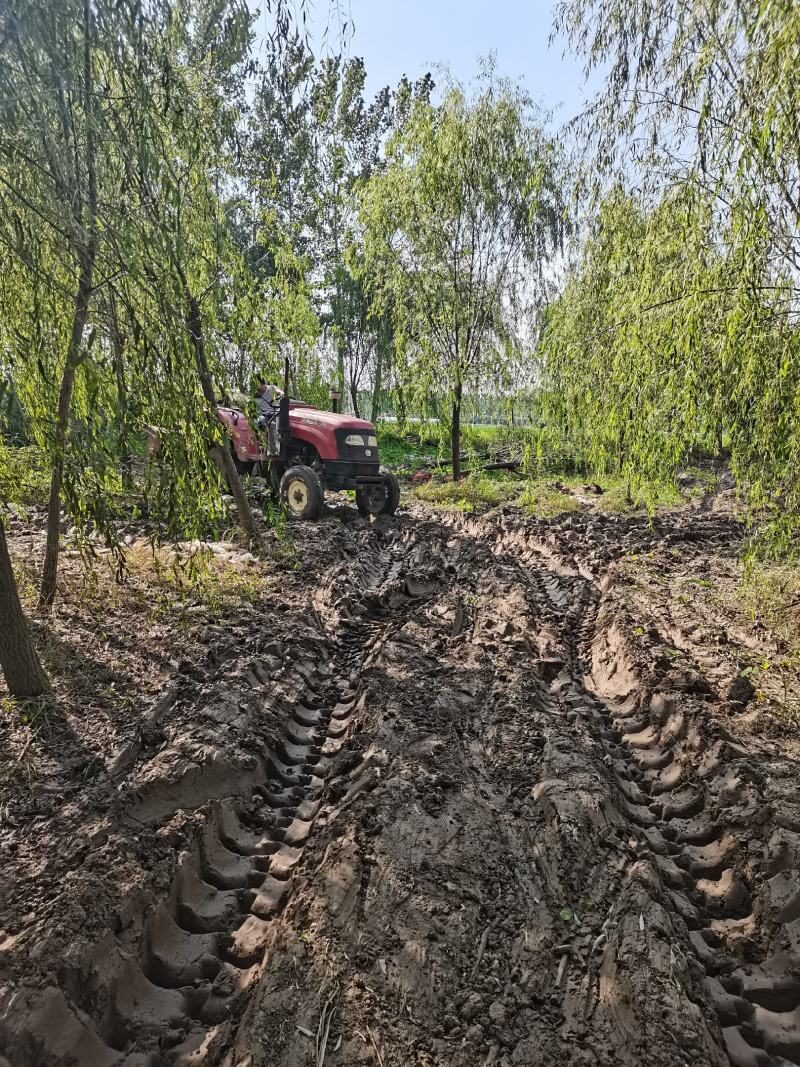 精品青皮垂柳金丝产地截杆发冒江苏柳树基地批发行道树大垂柳